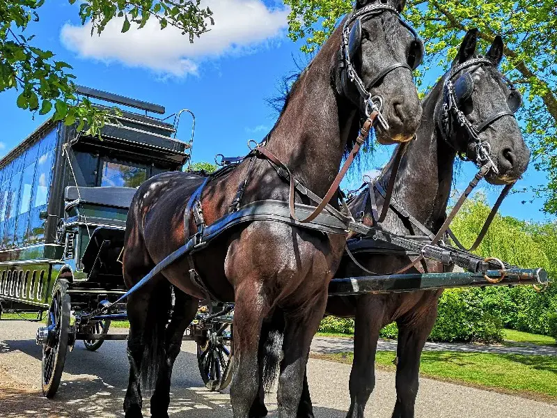 Huifkartocht Weerribben